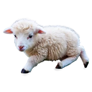 Baby Sheep PNG 9