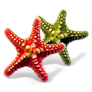 Baby Starfish Picture PNG 05242024 PNG