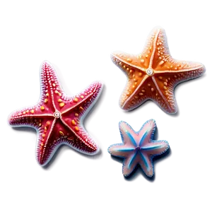 Baby Starfish Picture PNG Hhf PNG