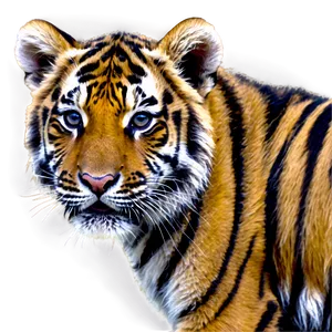 Baby Tiger Cub Face PNG Wdv