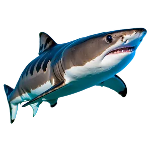 Baby Tiger Shark Cute Png Utr66 PNG image