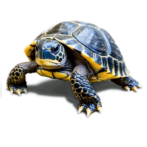 Baby Turtle A