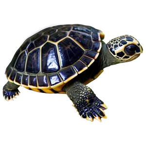 Baby Turtle B