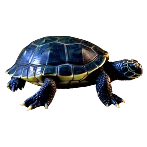 Baby Turtle C