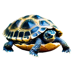 Baby Turtle In Egg PNG 2