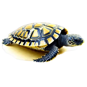 Baby Turtle In Water PNG 32