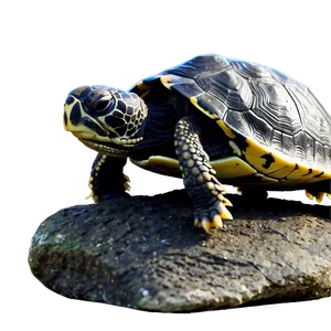Baby Turtle On Rock PNG Uhs89 PNG