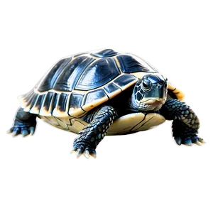 Baby Turtle Side View PNG Gga PNG