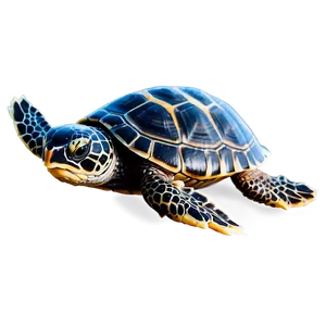 Baby Turtle Swimming PNG Aqg