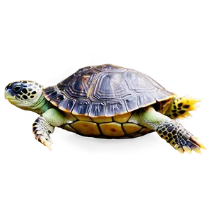 Baby Turtle Transparent Background Png 06252024 PNG image