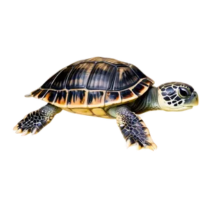 Baby Turtle With Mother PNG Non86 PNG