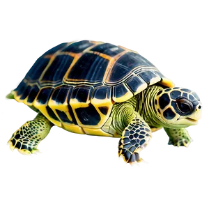 Baby Turtle With Shell PNG Smf