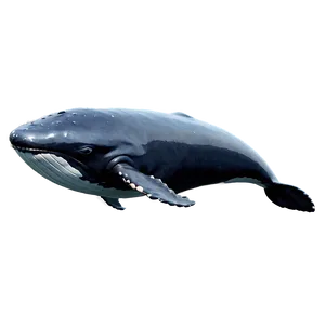 Baby Whale Cute Png Umu PNG image