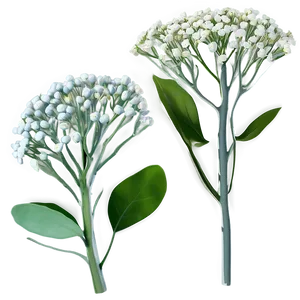 Babys Breath And Eucalyptus Combo PNG 06132024 PNG