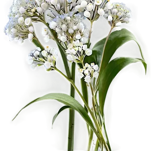 Babys Breath And Eucalyptus Combo PNG Kva PNG