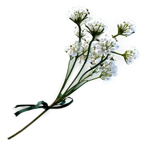 Babys Breath C PNG image