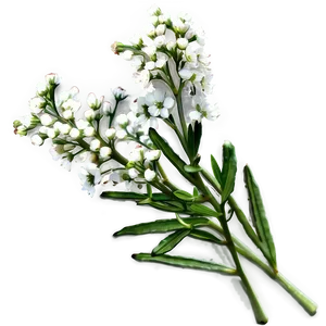 Babys Breath D PNG image