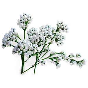 Babys Breath Fairy Lights Decor PNG Qgb68 PNG