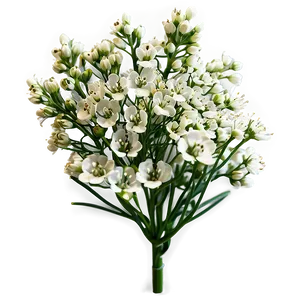 Babys Breath Flower Png Xxj PNG image