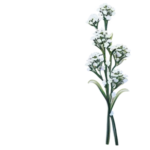 Babys Breath Greeting Card Art PNG 06132024 PNG