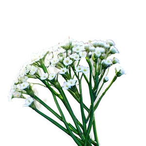 Babys Breath Greeting Card Art PNG Now38 PNG