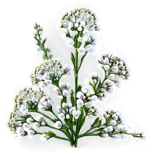 Babys Breath Summer Wedding Accent PNG Gjv PNG