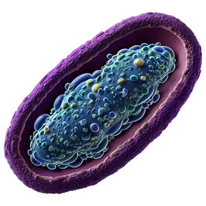 Bacteria Cell Structure PNG 05242024 PNG