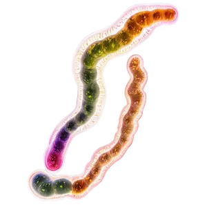 Bacteria Diagram PNG 05242024