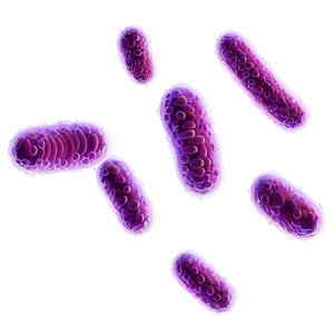 Bacteria Growth PNG 05242024