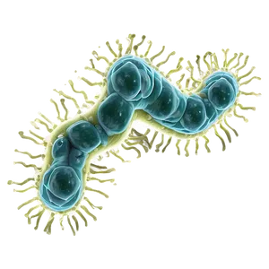Bacteria Growth PNG 64