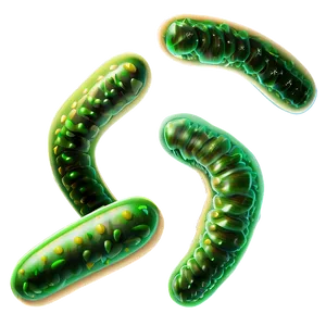 Bacteria Illustration PNG 05242024 PNG