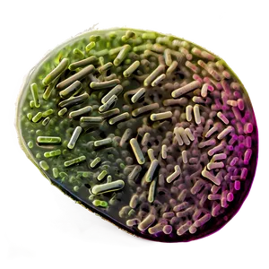 Bacteria Magnification Png 9 PNG image