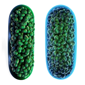 Bacteria Shapes PNG Xye86