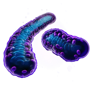 Bacteria Transparent Background Png 05242024 PNG image