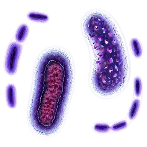 Bacteria Under Microscope PNG 32