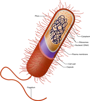 Bacterial Cell Structure Diagram
