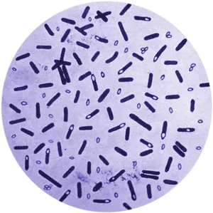 Bacterial Sample Microscopic View