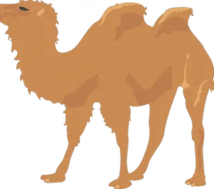 Bactrian Camel Illustration.png
