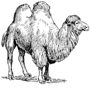 Bactrian Camel Illustration PNG image