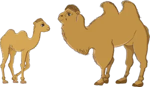 Bactrianand Dromedary Camels Illustration