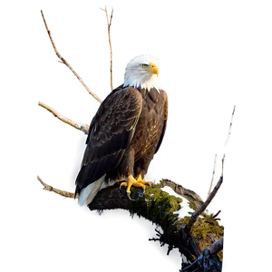 Bald Eagles In Alaska Png 05242024 PNG image