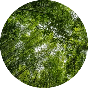 Bamboo Forest Canopy View.jpg PNG image