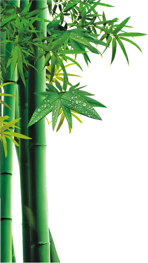 Bamboo Greenery Dewdrops PNG image