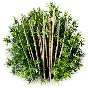 Bamboo Plantation Aerial View PNG 05232024 PNG