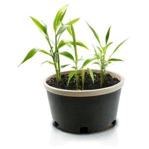 Bamboo Seedlings Growing PNG 05232024 PNG