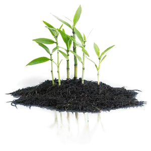 Bamboo Seedlings Growing PNG 05232024 PNG