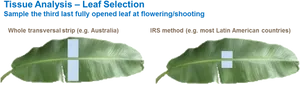 Banana Leaf Tissue Analysis Methods PNG
