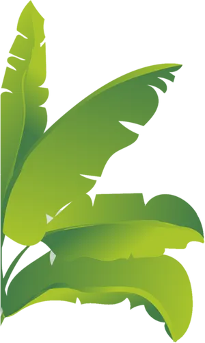 Banana Leaf Vector Illustration PNG image