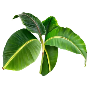 Banana Leaves PNG 82