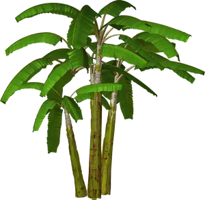 Banana Tree Isolatedon Black PNG image